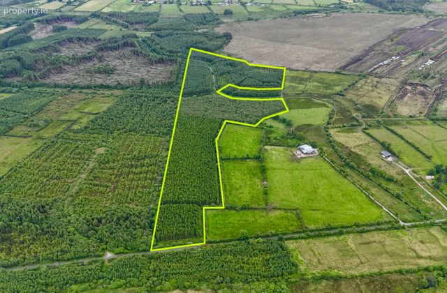 C.31 Acres Of Mature Forestry At Ballyglass East, Loughglynn, Co. Roscommon, Loughglynn, Co. Roscommon - Click to view photos