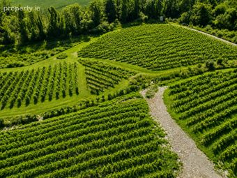 Fairy Trees Winery, Willistown, Drumcar, Drumcar, Co. Louth - Image 4