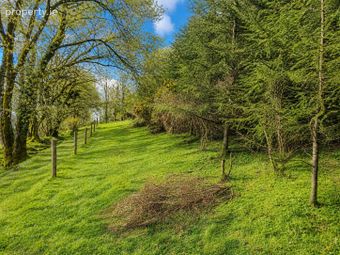 C.53 Acres Forrest, Rearoe, Clogheen, Co. Tipperary - Image 4