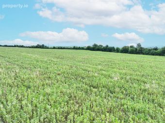 Baronstown West, Milltown, Milltown, Co. Kildare - Image 4