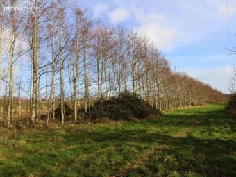 53.62 Acres Coolderry, Ardcroney, Nenagh, Co. Tipperary, Nenagh, Co. Tipperary - Image 5