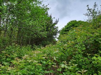 High Nature Value Site, C.93 Acres, Gortacurrig, Kildorrery Near, Fermoy, Co. Cork - Image 3