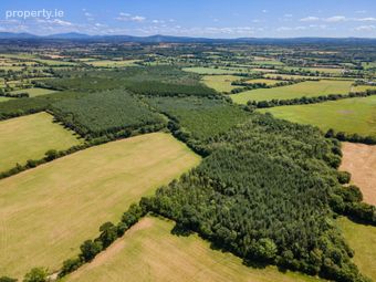 Lot 3 - Forestry At Newtown, Bonnettstown, Co. Kilkenny, Tullaroan, Co. Kilkenny - Image 3