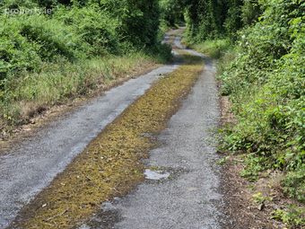 Inchirahilly, Farnanes, Co. Cork - Image 5