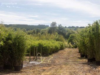 Stams Bamboo Nursery Ltd., Ballinwillin, Lismore, Co. Waterford - Image 4