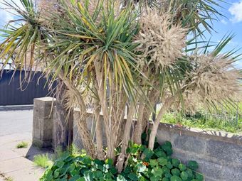 The Mary Rose, The Burrow, North Beach, Rush, Co. Dublin, Rush, Co. Dublin - Image 5