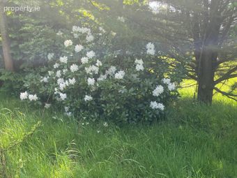 Ballylusk, Ashford, Co. Wicklow - Image 4