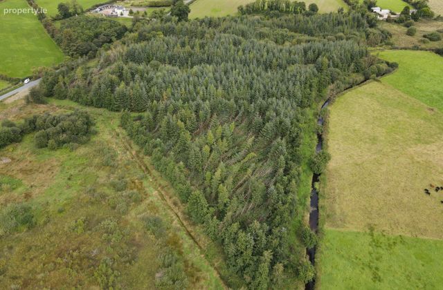 Forestry At Rosduff, Aughnacliffe, Co. Longford - Click to view photos