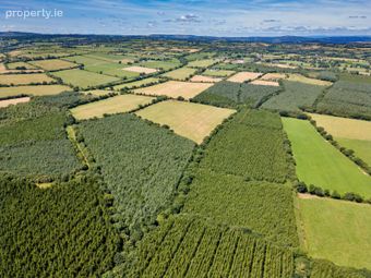 Lot 3 - Forestry At Newtown, Bonnettstown, Co. Kilkenny, Tullaroan, Co. Kilkenny - Image 4