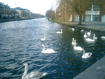 Portobello, Portobello, Dublin 8 - Image 2