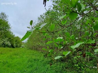 High Nature Value Site, C.93 Acres, Gortacurrig, Kildorrery Near, Fermoy, Co. Cork - Image 5
